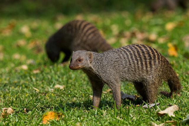 052 Botswana, Chobe NP, zebramangoeste.jpg